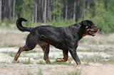 ROTTWEILER 275